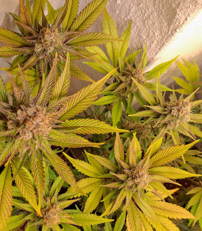 Сорт Black Muffin F1 Fast Version fem (Sweet Seeds)