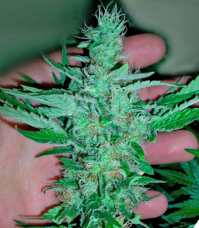 Сорт NY Diesel fem (Vision Seeds)