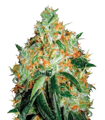 Семена Original Orange Bud шишки