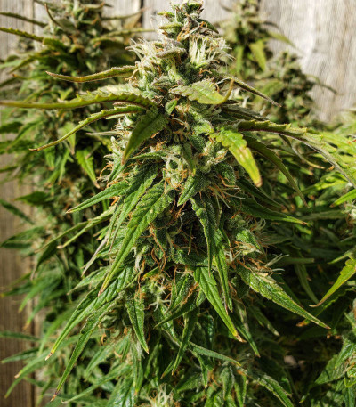 Сорт Orange Bud fem (Dutch Passion)