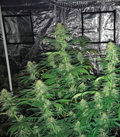 Сорт Original Amnesia fem (Dinafem Seeds)