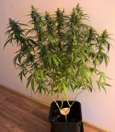 Сорт Lemon Kush fem (Female Seeds)