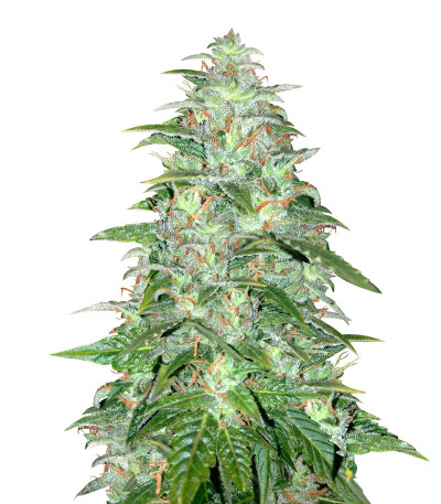 Сорт Auto Northern Lights fem (Pyramid Seeds)