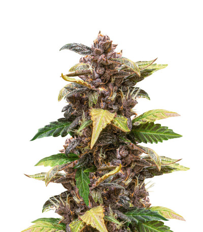 Сорт Auto Purple fem (Pyramid Seeds)