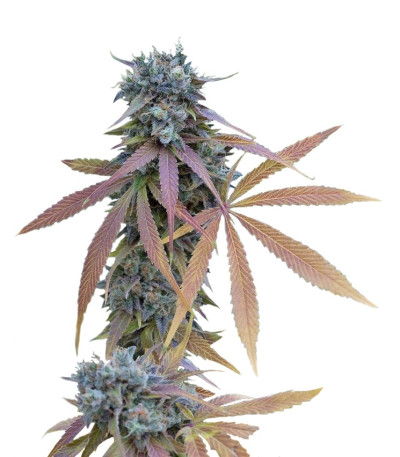 Сорт Blue Kush Autoflowering шишки