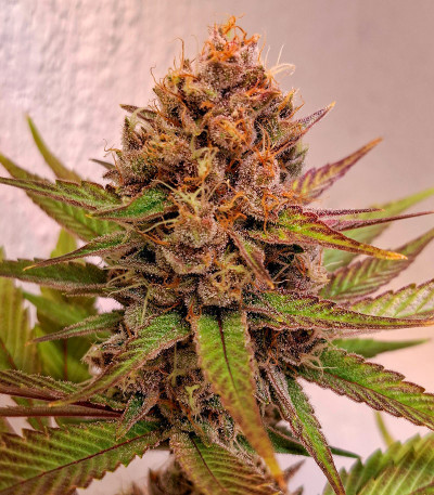 Сорт Black Muffin F1 Fast Version fem (Sweet Seeds)