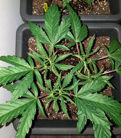 Сорт Royal Cookies fem (Royal Queen Seeds)