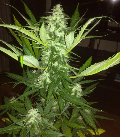 Сорт Auto Fresh Candy fem (Pyramid Seeds)