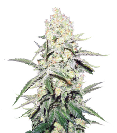 Сорт La Blanca Gold Auto Fem (Vision Seeds)