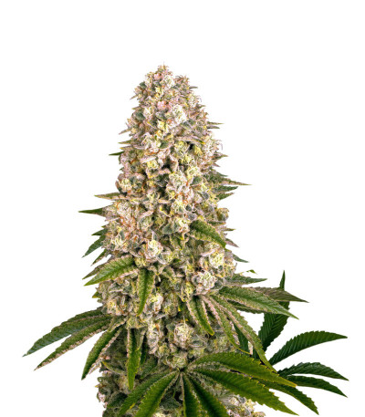 Сорт Tropicanna Banana fem (Barney's Farm)