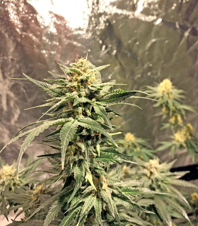 Сорт AK 48 fem (Nirvana Seeds)