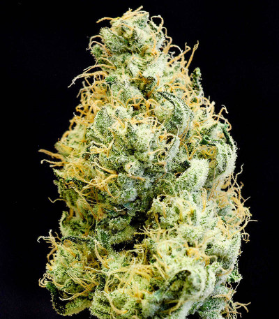 Сорт Girl Scout Cookies fem