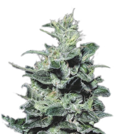 Сорт Nebula fem (Paradise Seeds)