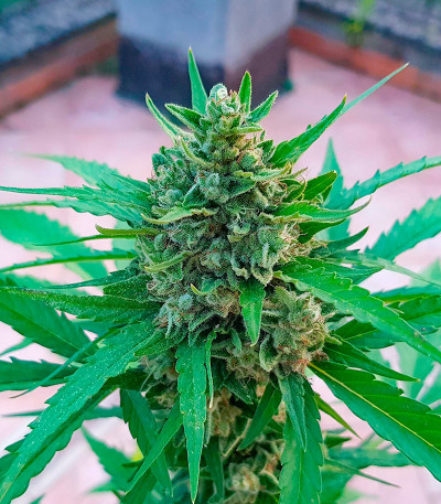 Сорт Jet Fuel Mandarine XL Auto fem (Sweet Seeds)