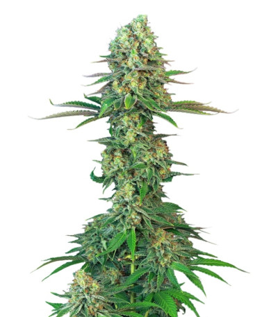 Сорт Original Bubblegum fem (TH Seeds)