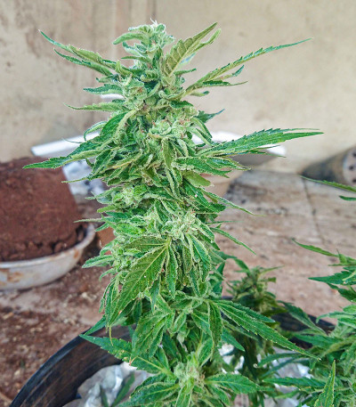 Сорт Cafe Racer (Blimburn Seeds)