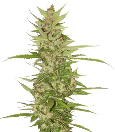 Сорт Northern Lights x Big Bud Auto fem (World of Seeds)