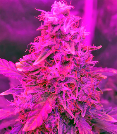 Сорт Northern Lights Auto Fem (Vision Seeds)