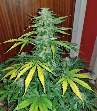 Сорт Sour Diesel Autoflowering fem (Dinafem Seeds)