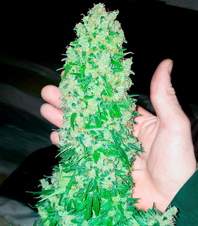 Сорт Watermelon Zkittlez Auto fem