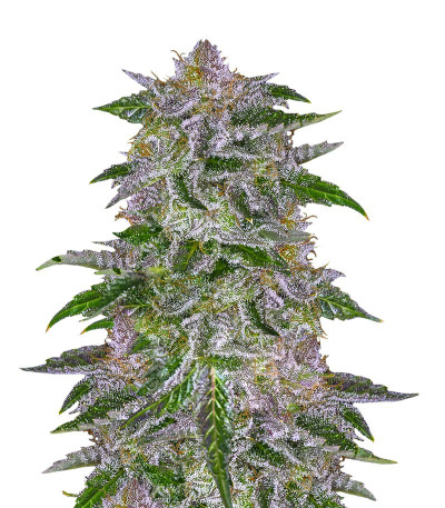 Сорт Olympia fem от Pyramid Seeds