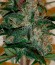 Сорт Afghan Cow fem (Dr. Krippling Seeds)