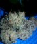 Сорт Grand Master Kush reg (Sumo Seeds)