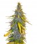 Сорт S.A.D. Sweet Afgani Delicious S1 fem (Sweet Seeds)