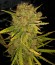 Сорт Cinderella's fem (Sumo Seeds)