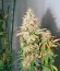 Сорт Acid fem (Paradise Seeds)