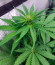 Сорт 00 Kush fast fem (00 Seeds)