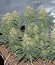 Сорт Critical Cheese Autoflowering fem (Dinafem Seeds)