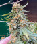 Сорт Lemon Cake Auto fem (High Speed ​​Buds)