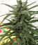 Сорт Auto Brooklyn Sunrise fem (Dutch Passion)