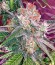 Сорт Power Kush fem (Dinafem Seeds)