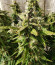 Сорт Orange Bud fem (Dutch Passion)