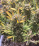 Сорт Cookies auto fem (FastBuds)