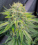 Сорт Jet Puft fem (Compound Genetics)