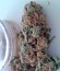 Сорт Moby Dick fem (Dinafem Seeds)