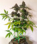 Сорт Runtz Punch fem (Herbies Seeds)