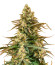 Сорт Sith OG fem (AlphaFem Seeds)