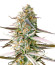 Сорт Runtz Fast Flowering fem (Humboldt Seed Organization)