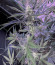 Сорт Fast Flowering Green Crack fem