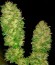 Сорт Cotton Candy Kush fem (Delicious Seeds)