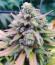 Сорт Descojack fem (Delicious Seeds)