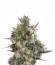 Сорт Royal Bluematic auto fem (Royal Queen Seeds)