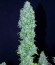 Сорт Serious Happiness fem (Serious Seeds)