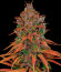 Сорт Tropicanna Poison F1 Fast Version (Sweet Seeds)