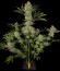 Сорт Serious Kush fem (Serious Seeds)