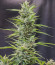 Сорт Auto Glueberry O.G. fem (Dutch Passion)